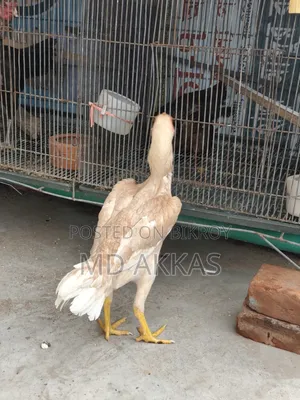 আসীল রানিং মুরগি