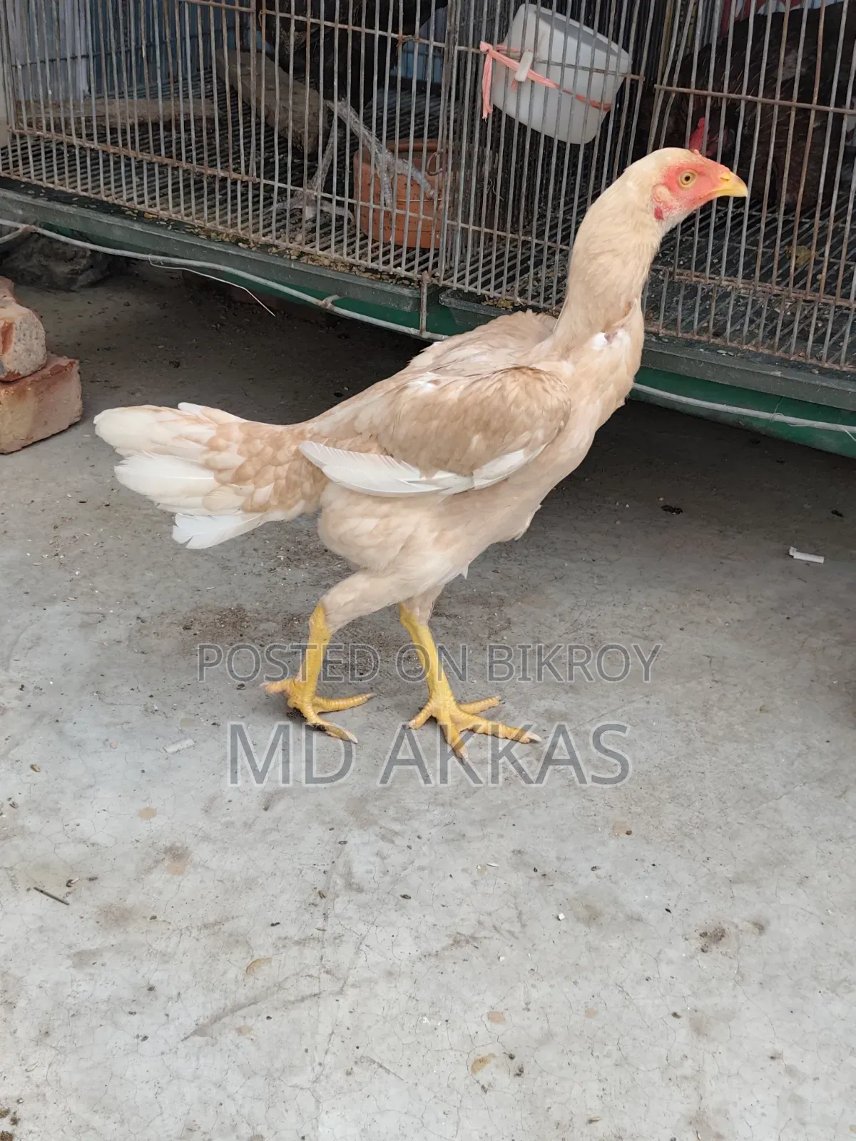আসীল রানিং মুরগি