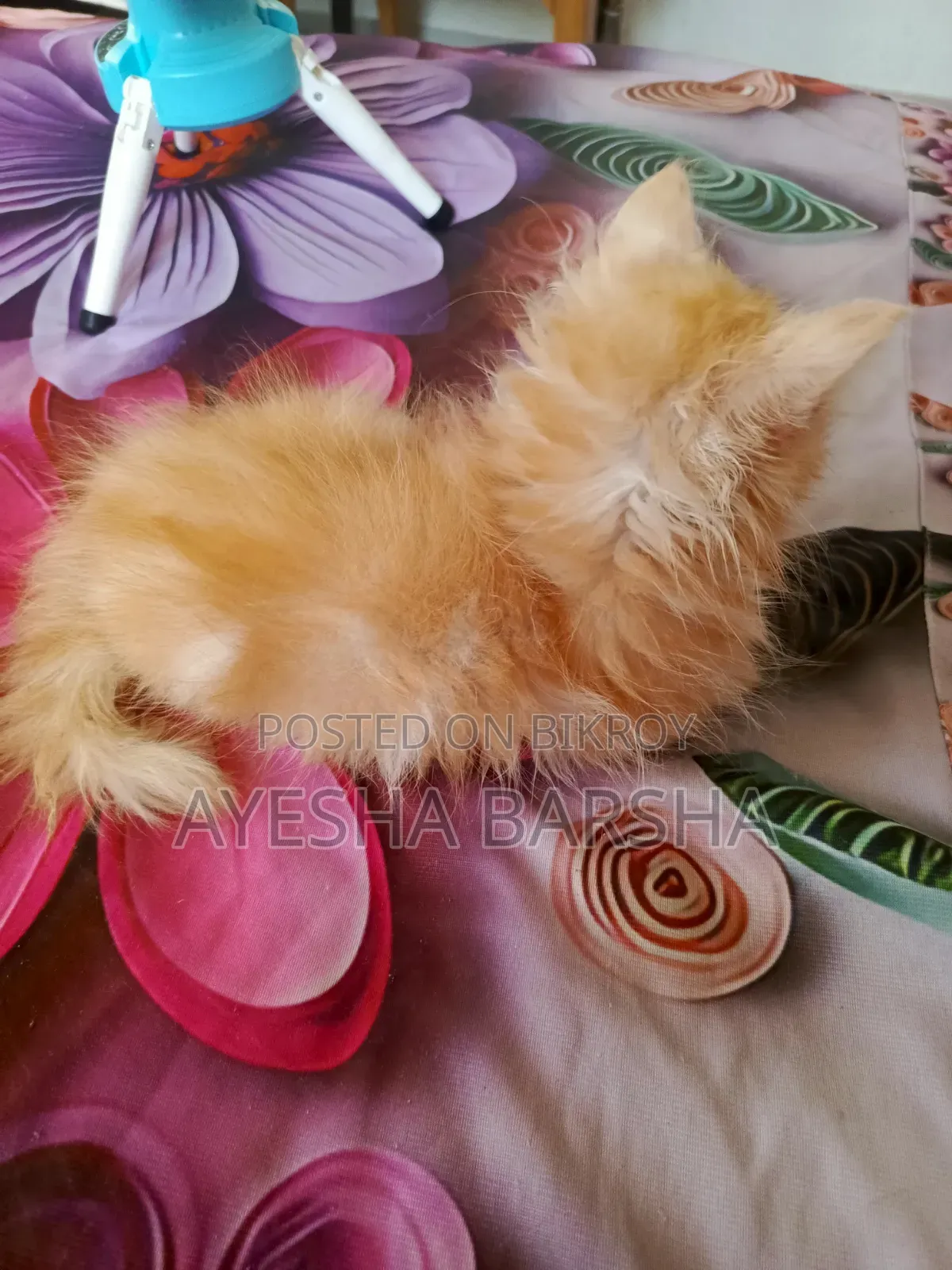 1-3 months Male Purebred Persian