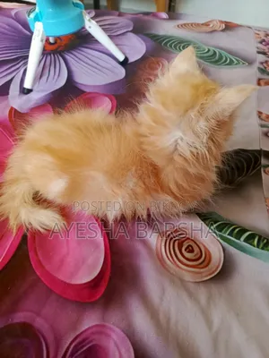 1-3 months Male Purebred Persian