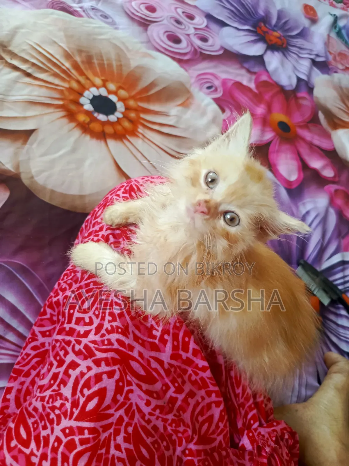 1-3 months Male Purebred Persian