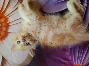 1-3 months Male Purebred Persian