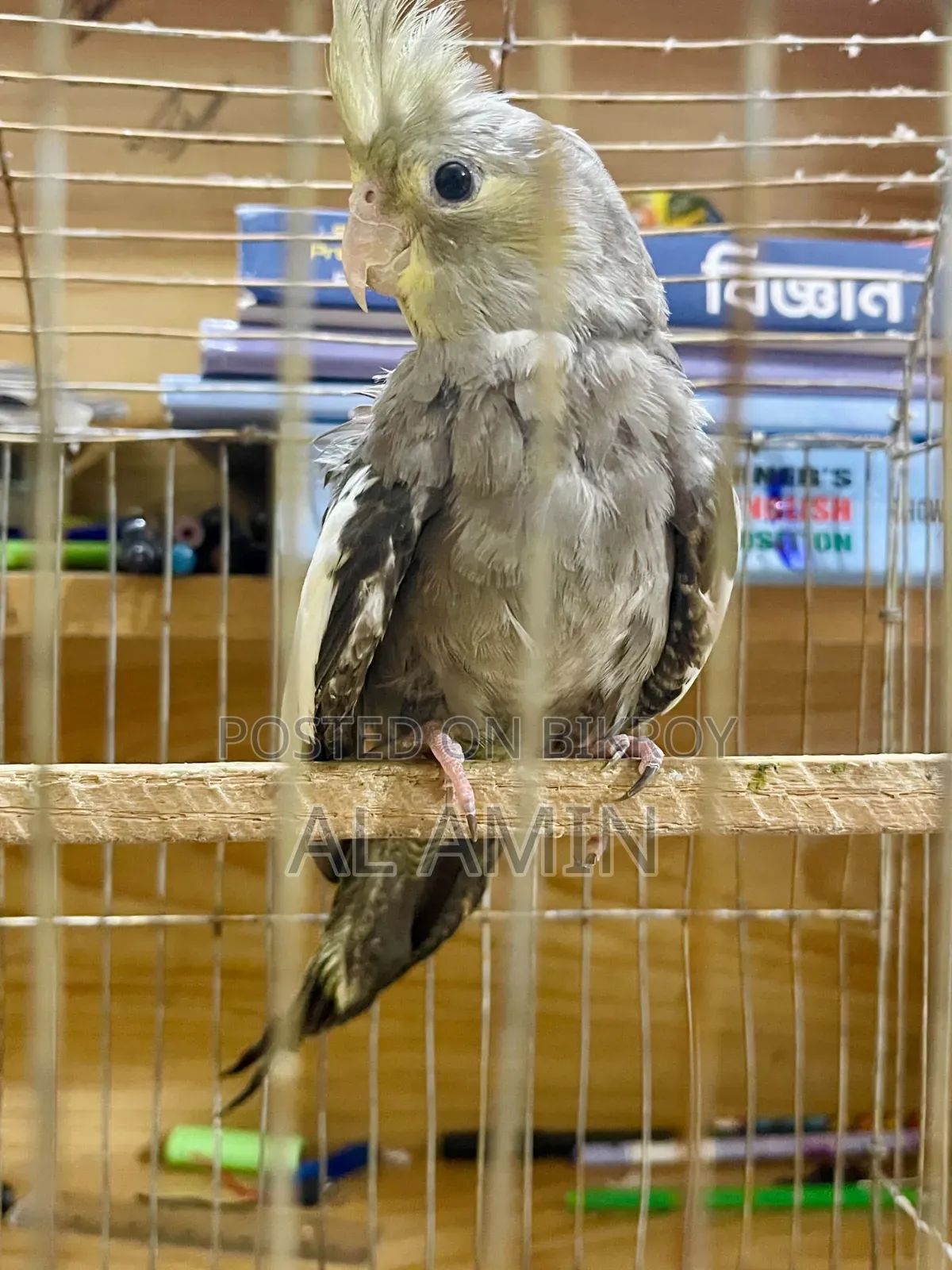Birds Sell