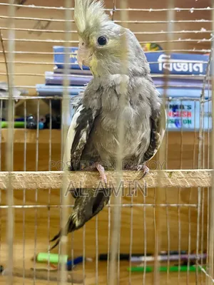 Birds Sell