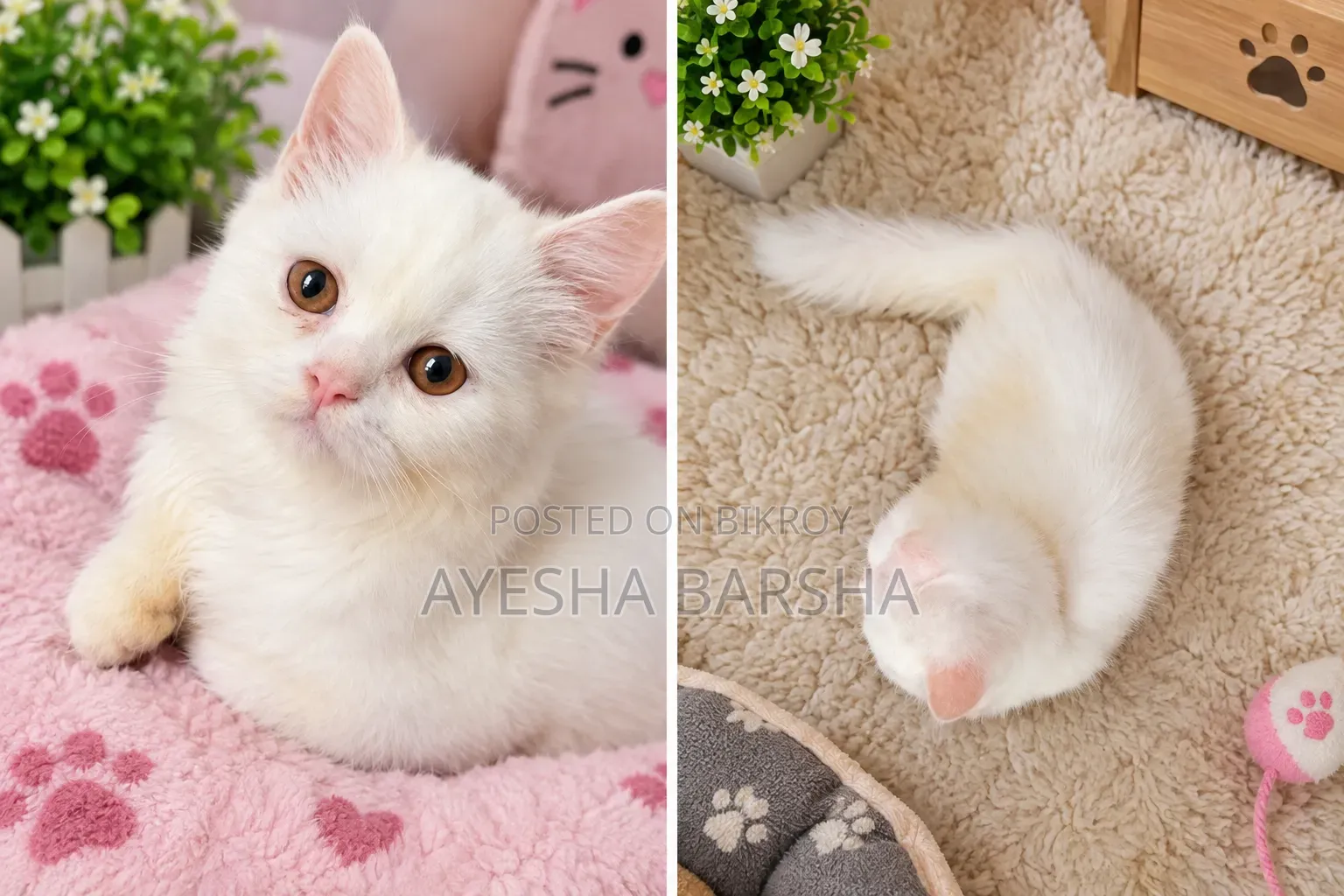 1-3 months Female Purebred Persian
