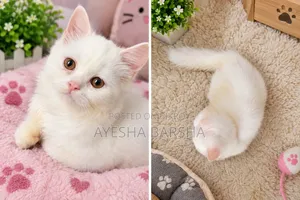 1-3 months Female Purebred Persian