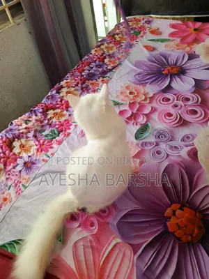 1-3 months Female Purebred Persian