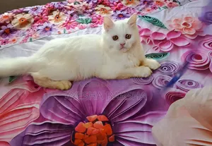 1-3 months Female Purebred Persian