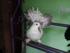 Lakkha Pair
