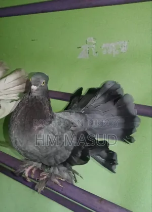 Lakkha Pair
