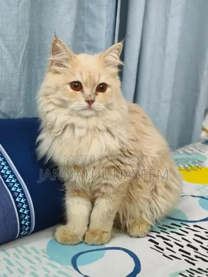 6 to 12 months Male Purebred Persian Cat