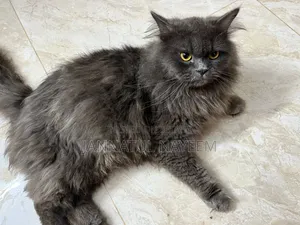 6 to 12 months Male Purebred Persian Cat