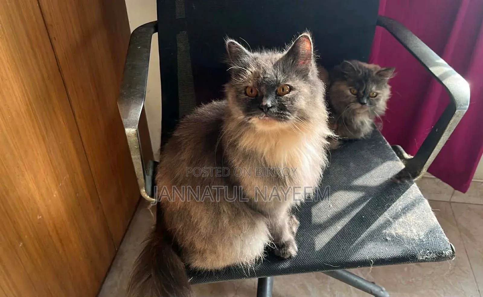 6 to 12 months Male Purebred Persian Cat