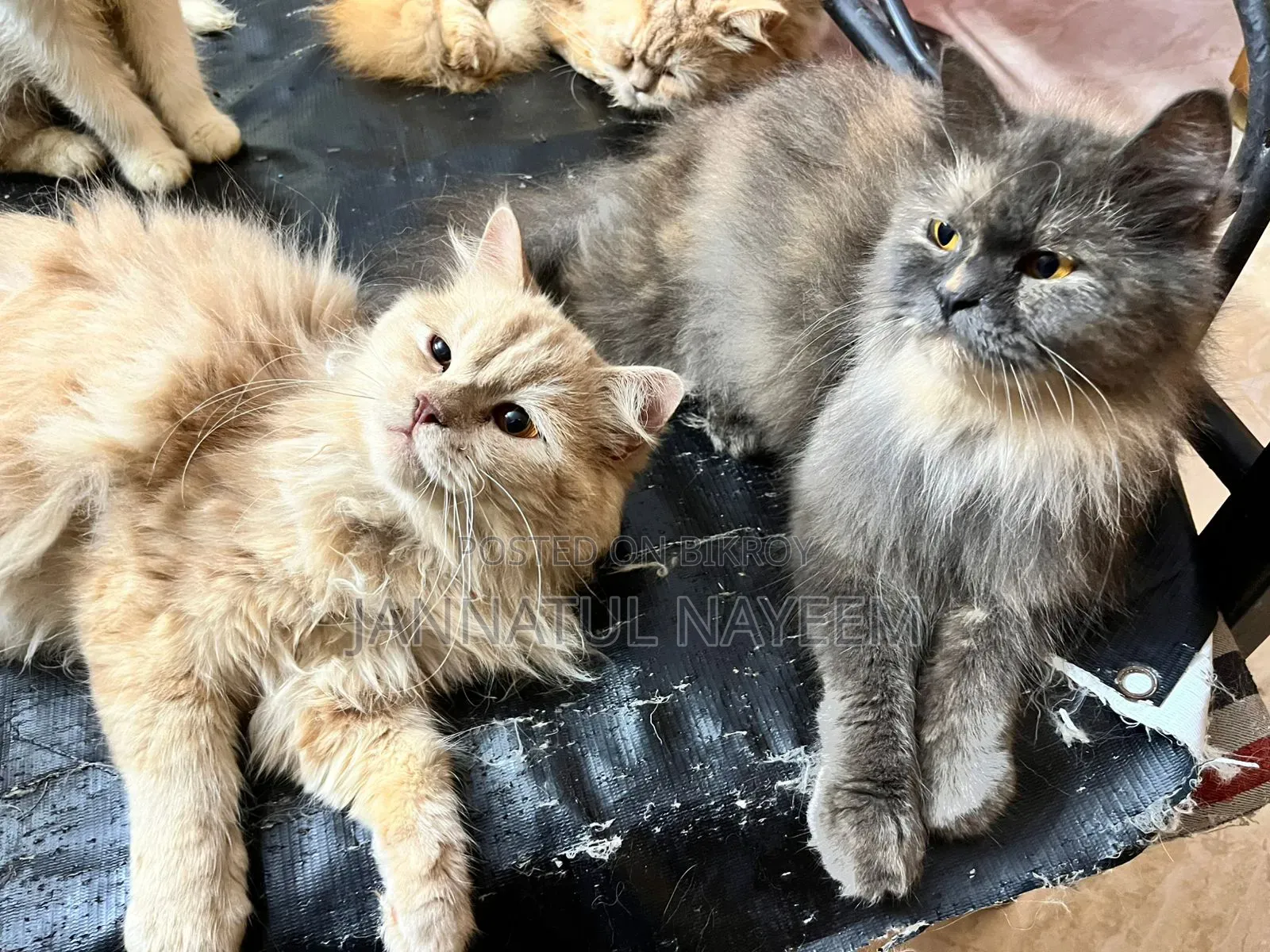 6 to 12 months Male Purebred Persian Cat