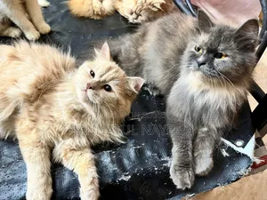 6 to 12 months Male Purebred Persian Cat