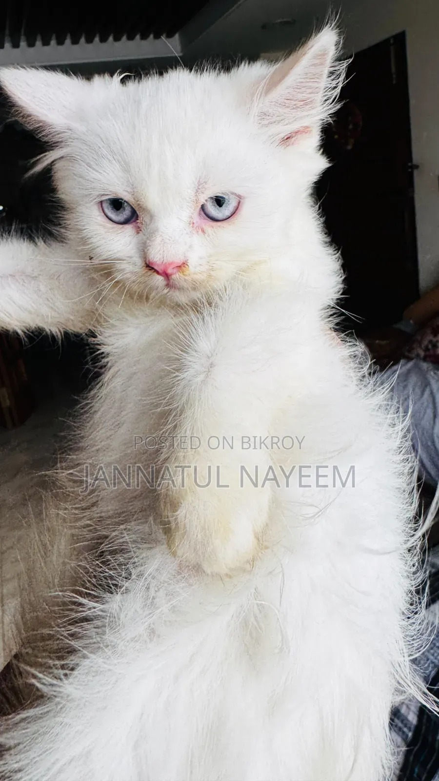 6 to 12 months Male Purebred Persian Cat