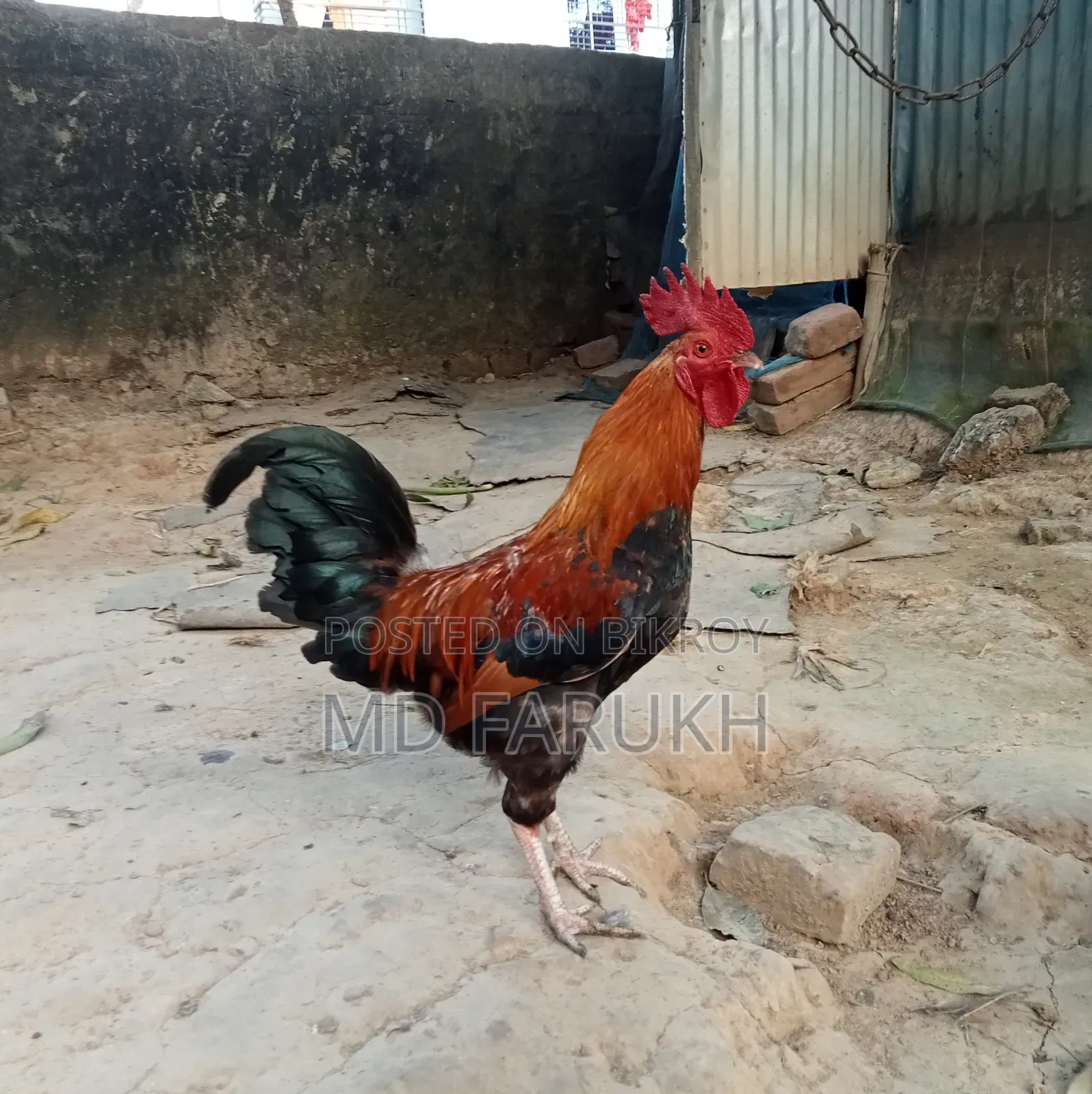 দুইটা দেশী মোরগ