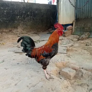 দুইটা দেশী মোরগ