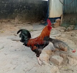 দুইটা দেশী মোরগ