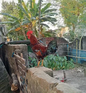 দুইটা দেশী মোরগ