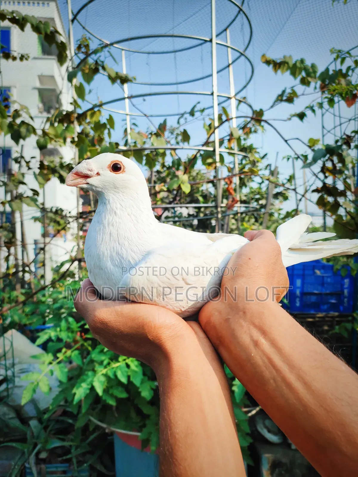 Homa Pair for Sale