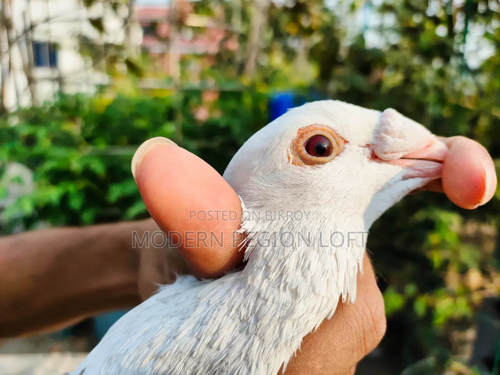 Homa Pair for Sale
