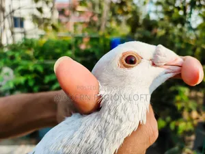 Homa Pair for Sale
