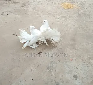 Lokkha Master Pair