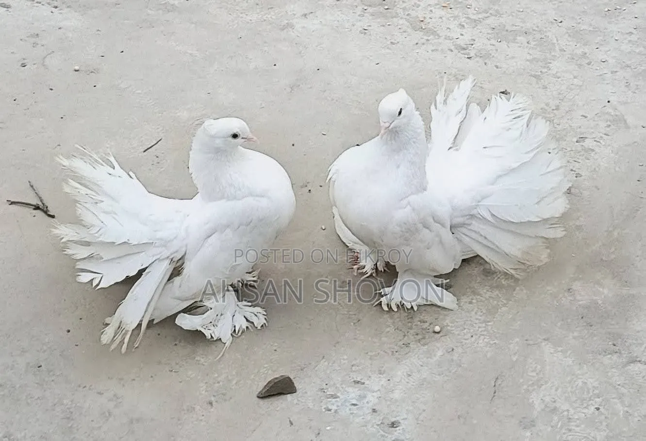 Lokkha Master Pair