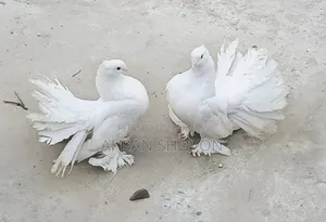 Lokkha Master Pair