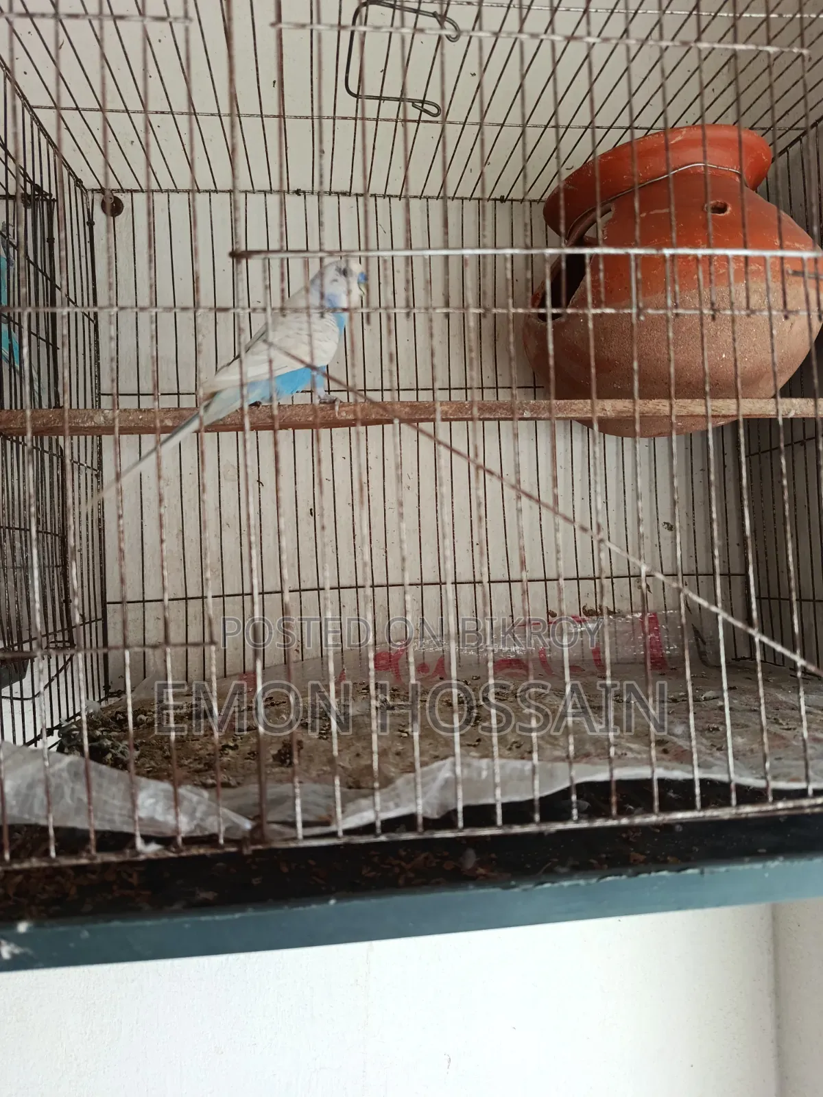 Running Budgerigar Birds with Full Setup for Sale