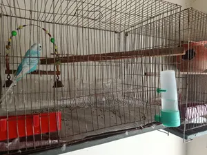 Running Budgerigar Birds with Full Setup for Sale