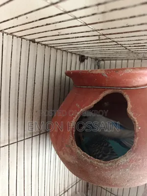 Running Budgerigar Birds with Full Setup for Sale