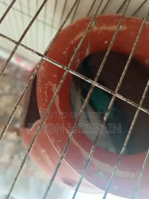 Running Budgerigar Birds with Full Setup for Sale
