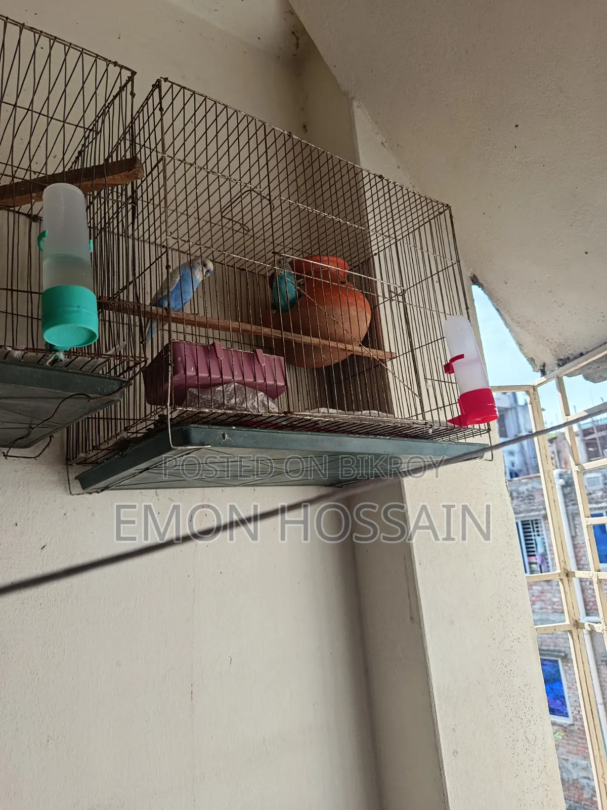 Running Budgerigar Birds with Full Setup for Sale