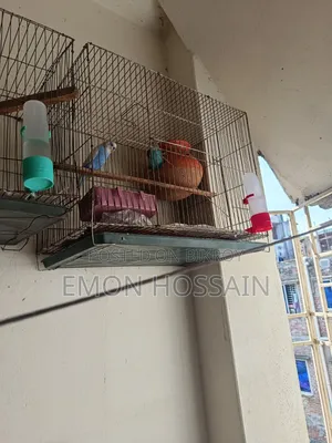 Running Budgerigar Birds with Full Setup for Sale