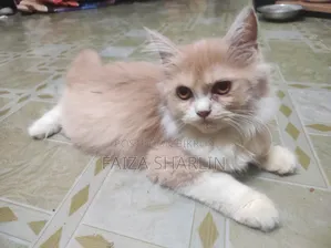 3-6 Months Female Purebred Persian Cat