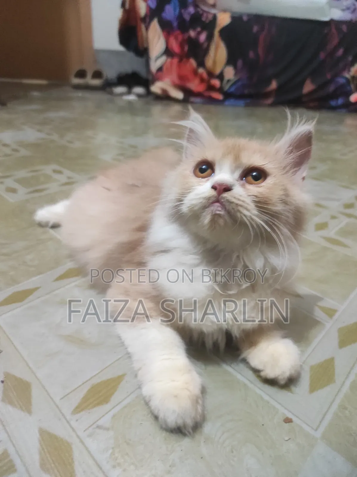 3-6 Months Female Purebred Persian Cat