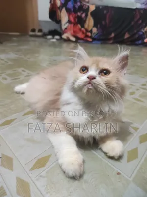 3-6 Months Female Purebred Persian Cat