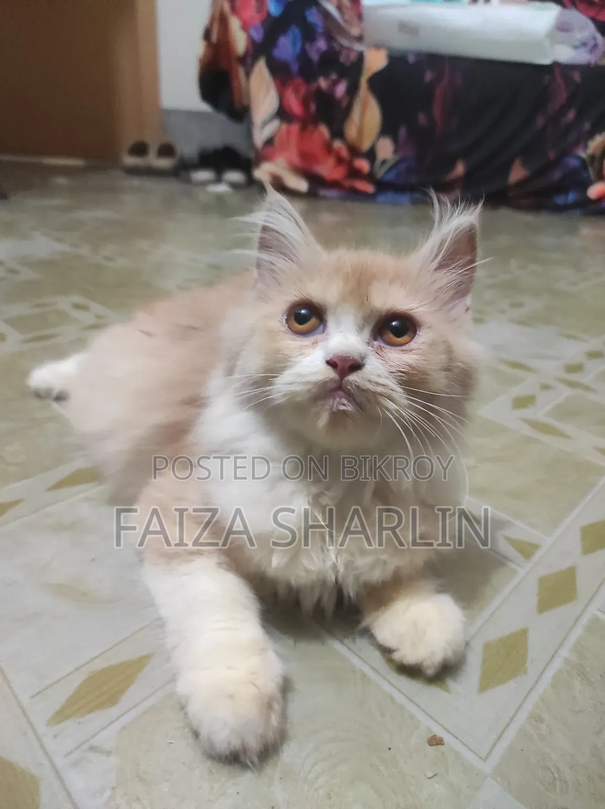 3-6 Months Female Purebred Persian Cat