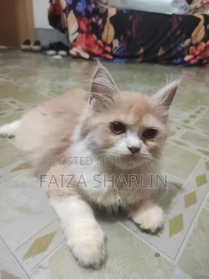 3-6 Months Female Purebred Persian Cat