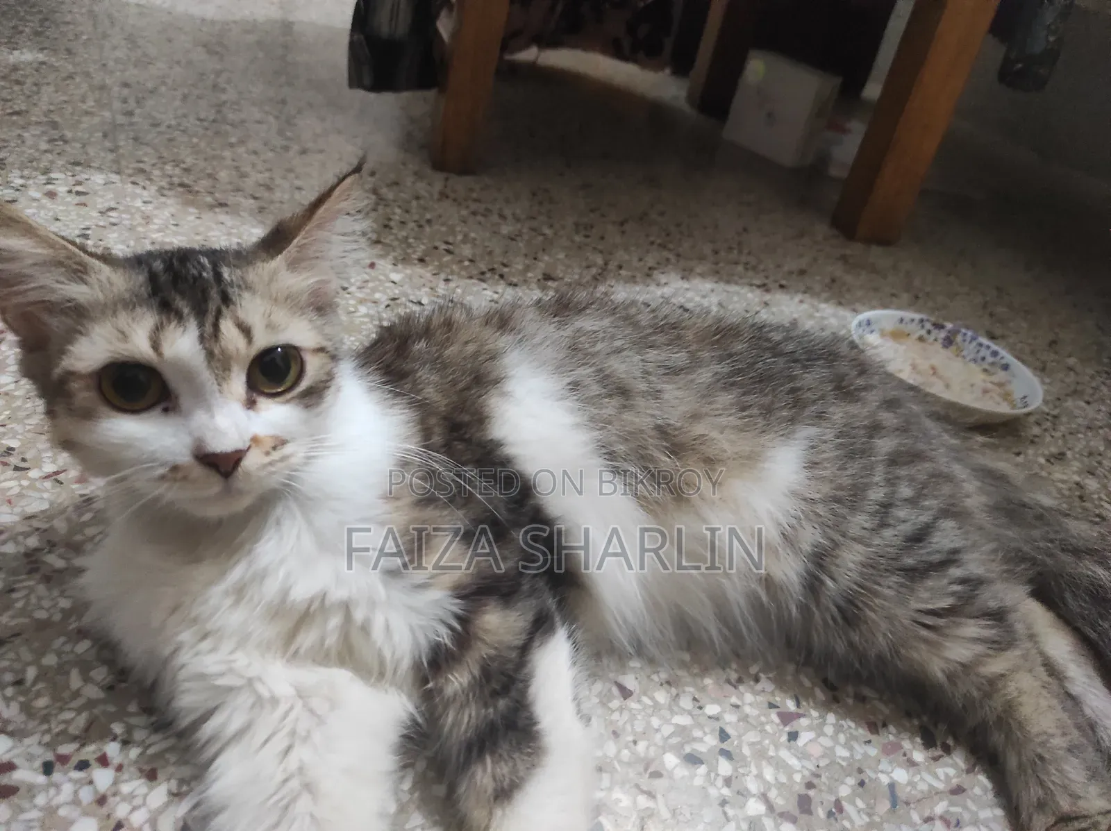 3-6 months Female Mixed Breed Tabby