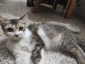 3-6 months Female Mixed Breed Tabby