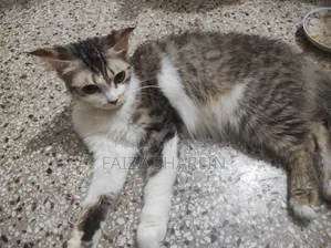 3-6 months Female Mixed Breed Tabby