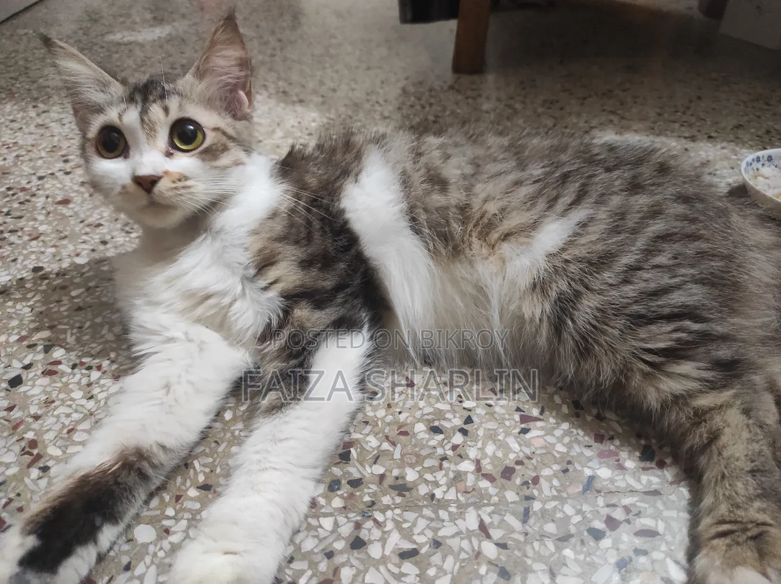 3-6 months Female Mixed Breed Tabby