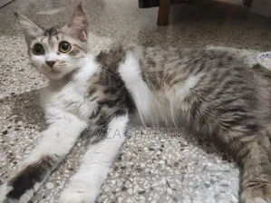 3-6 months Female Mixed Breed Tabby