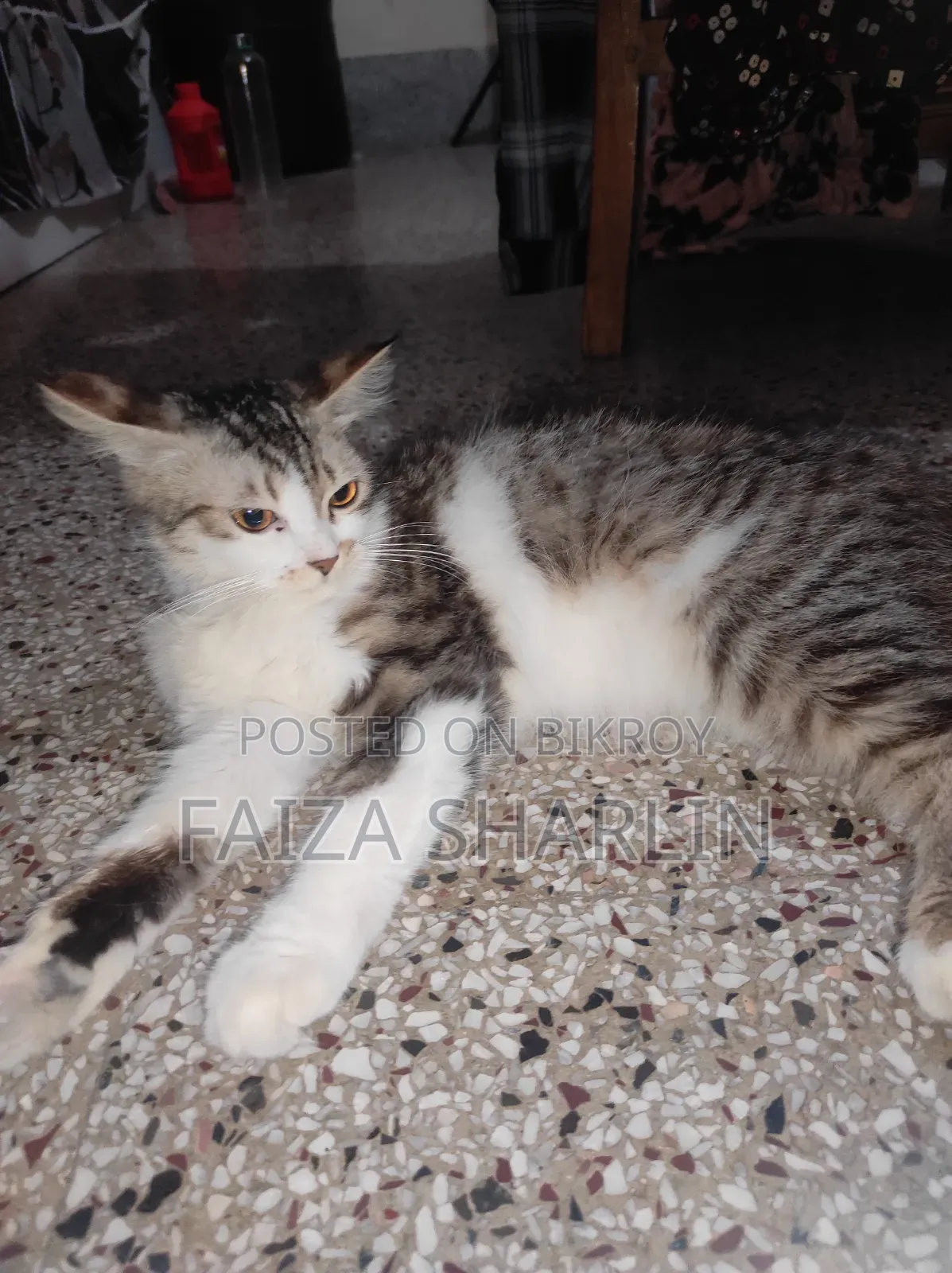 3-6 months Female Mixed Breed Tabby