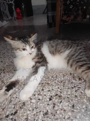 3-6 months Female Mixed Breed Tabby