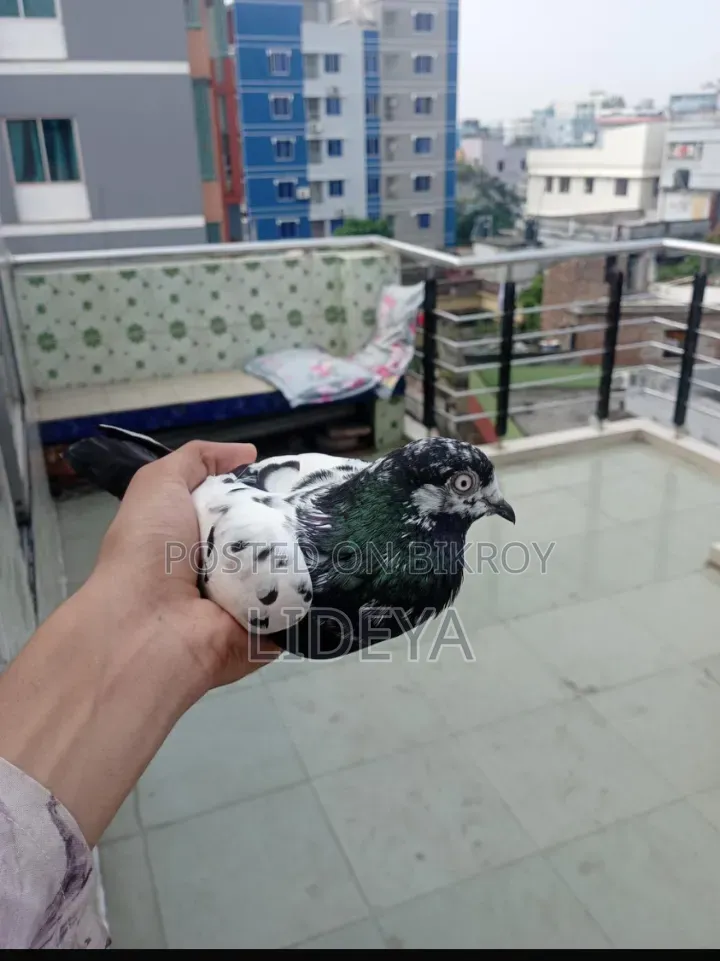 টেডি কবুতর