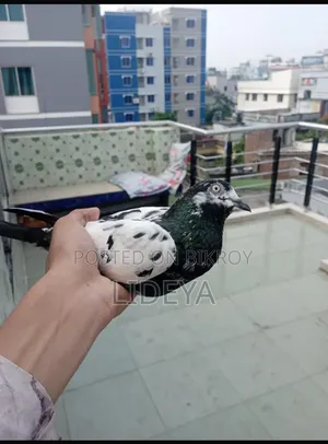 টেডি কবুতর